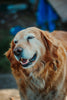 Best Gifts for Dog Lovers: Unique & Personalised Ideas They'll Adore