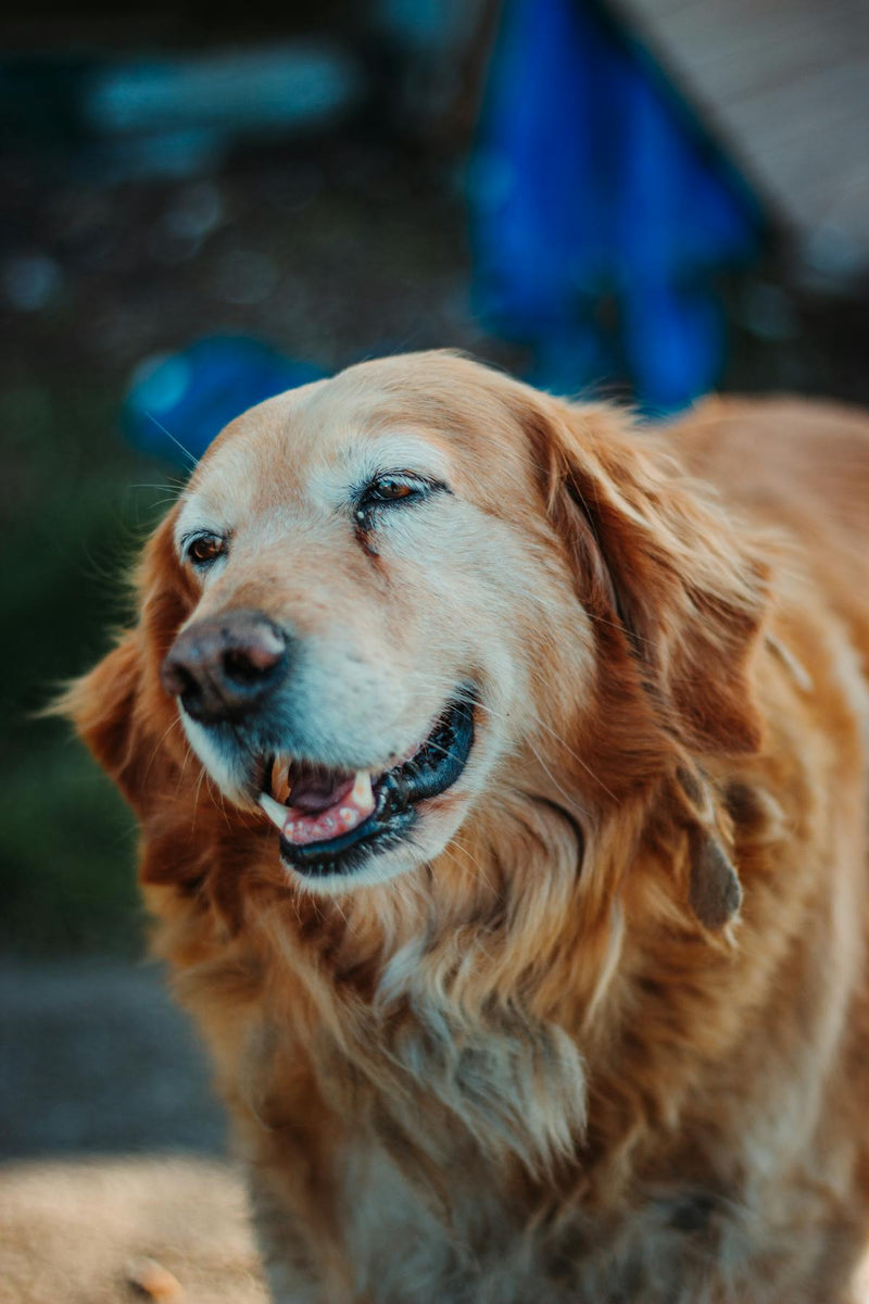 Best Gifts for Dog Lovers: Unique & Personalised Ideas They'll Adore